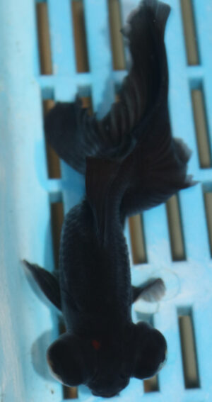 High Quality Telescopic Eye Fantail 9-11cm (RR203)