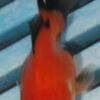 5-6cm High Quality Oranda (RR210)