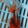 High Quality Oranda 11-13cm (RR158)