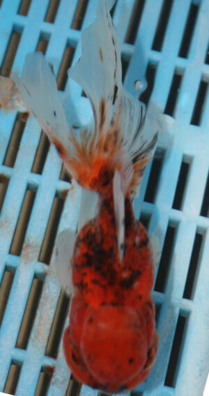 High Quality Oranda 11-13cm (RR158)
