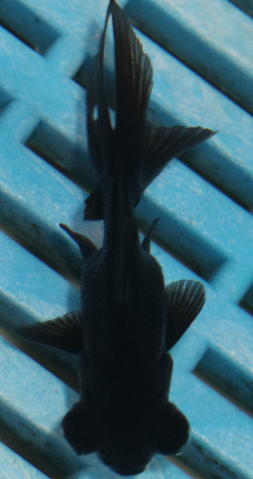 5-6cm High Quality Telescopic Eye Fantail (RR211)