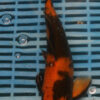 10-12" Hand Selected Koi Carp (Q6)
