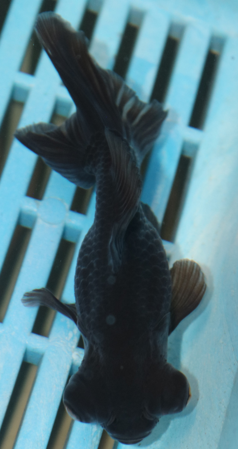 High Quality Telescopic Eye Fantail 9-11cm (RR205)