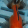5-6cm High Quality Oranda (RR212)