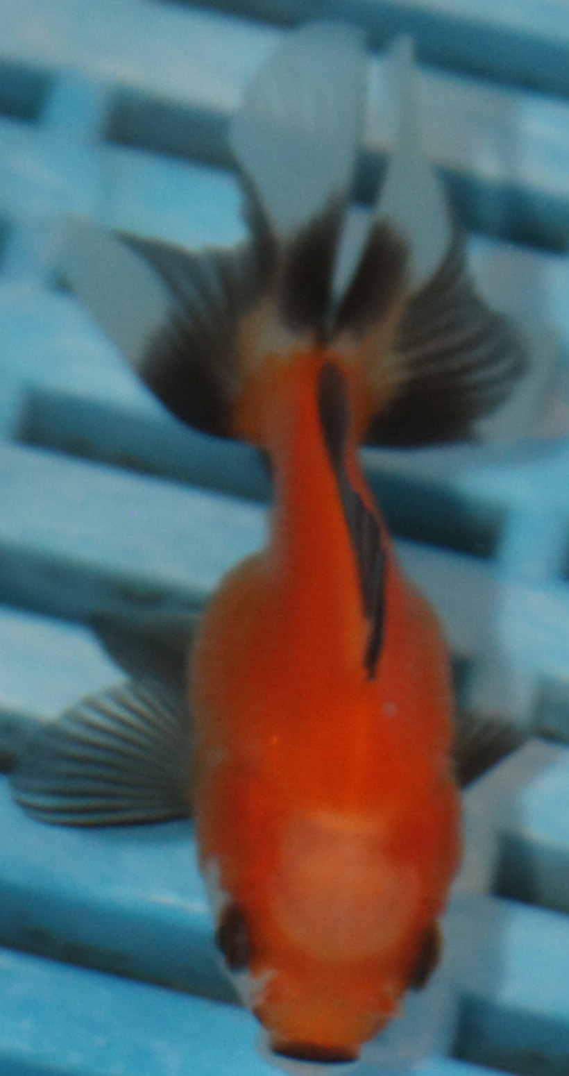 5-6cm High Quality Oranda (RR212)
