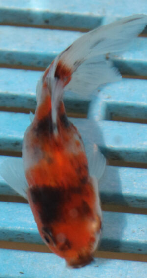 5-6cm High Quality Oranda (RR146) 