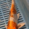 10-12" Hand Selected Koi Carp (Q7)