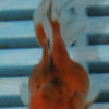 5-6cm High Quality Oranda (RR213)