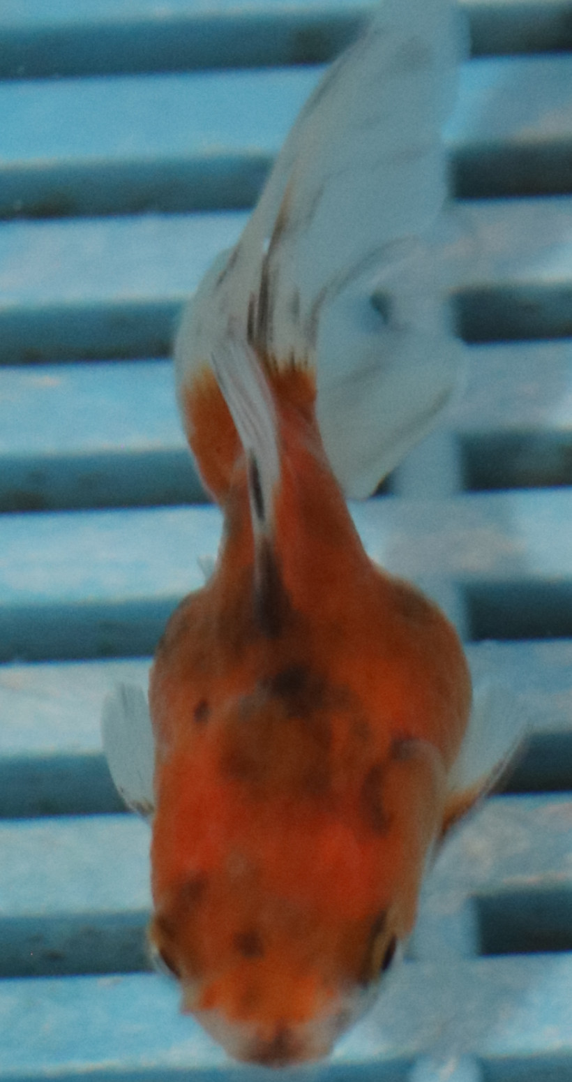 5-6cm High Quality Oranda (RR213)