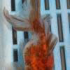 High Quality Oranda 9-11cm (RR117) 