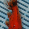 High Quality Oranda 11-13cm (RR160)