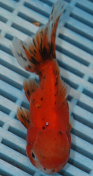 High Quality Oranda 11-13cm (RR160)