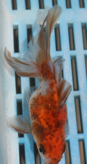 High Quality Oranda 9-11cm (RR117) 