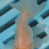 5-6cm High Quality Oranda (RR214)