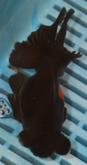 High Quality Telescopic Eye Fantail 11-13cm (RR151)