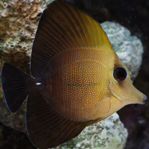 Brown Sailfin Tang Medium