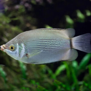 Green Kissing Gourami 8-9cm