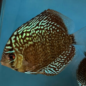 Sakura Discus