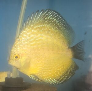 Golden Snakeskin Discus