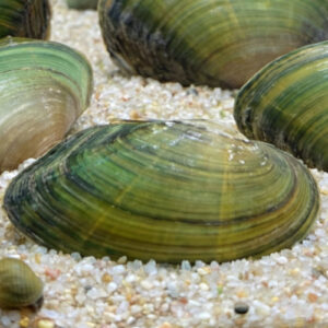 Green Mussel