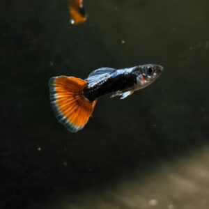 Red Delta Neon Guppy MALE