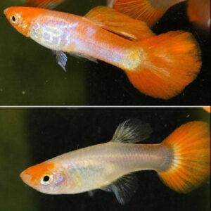 Koi Albino Snakeskin Guppy PAIR