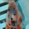 8-9cm High Quality Ranchu Calico (MK19)