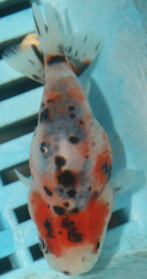 8-9cm High Quality Ranchu Calico (MK19)