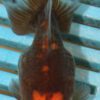 High Quality Ryukin 9-11cm (AM40) 