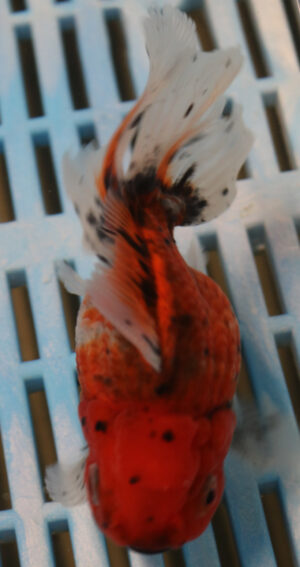 High Quality Oranda 11-13cm (AM70) 