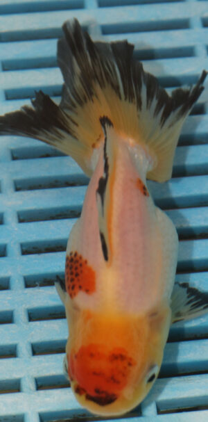 High Quality Oranda 13-15cm (AM98)