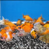 Assorted 7-9cm Pearlscale Fancy Goldfish x 10 ***SPECIAL OFFER***