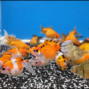 Assorted 7-9cm Pearlscale Fancy Goldfish