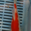 7-8" Photographed Sarasa (GS12)