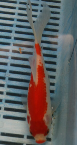 7-8" Photographed Sarasa (GS12)