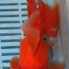 High Quality Oranda 15-18cm (AM210)