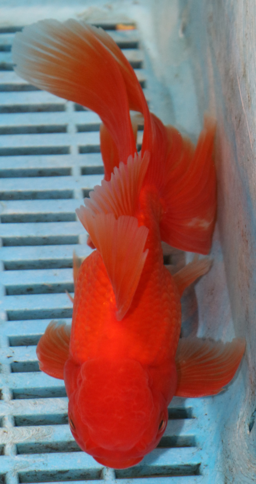 High Quality Oranda 15-18cm (AM210)