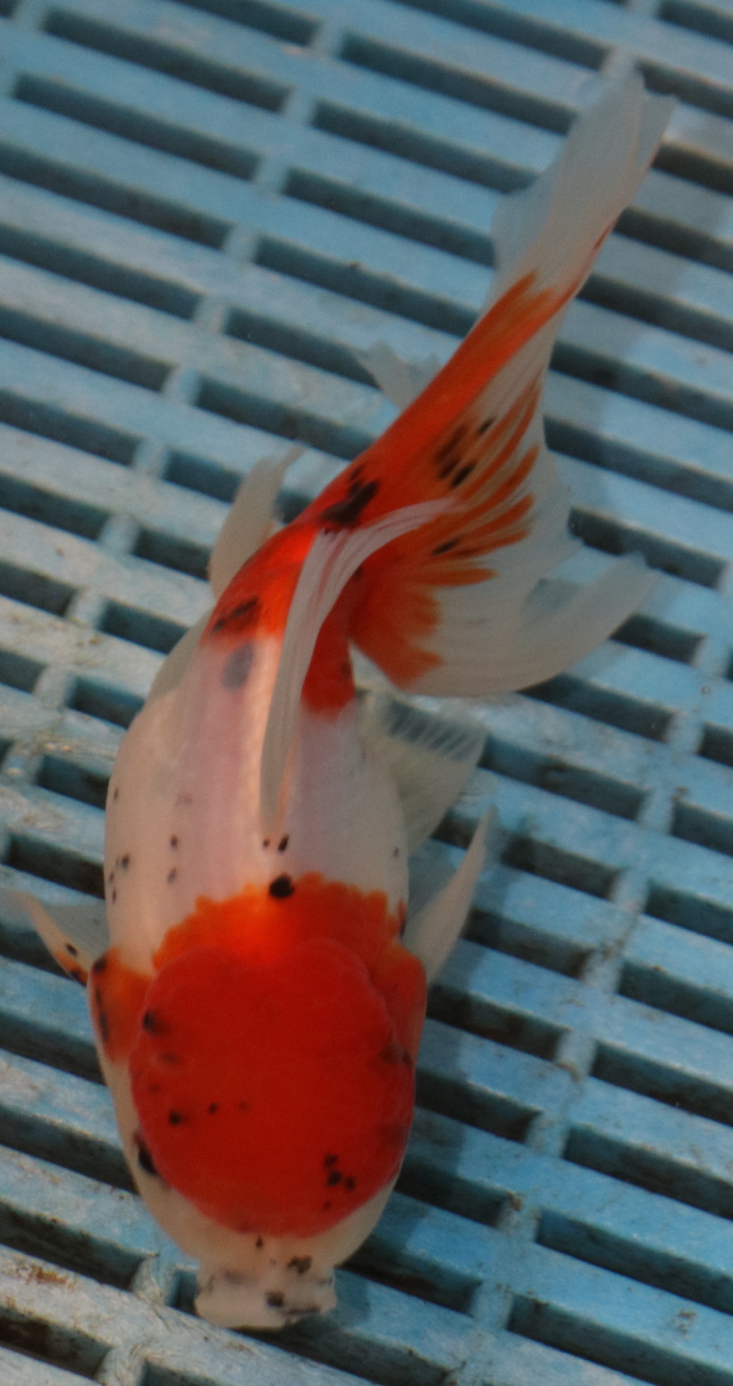 High Quality Oranda 13-15cm (AM217)