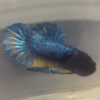 Photograhed Betta 2