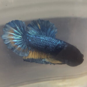 Photograhed Betta 2