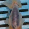 8-9cm High Quality Ranchu (AM291)