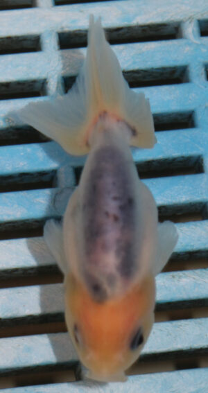 8-9cm High Quality Ranchu (AM291)