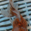 High Quality Oranda 13-15cm (VC2)