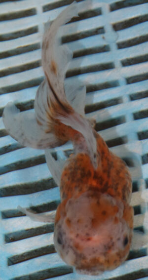 High Quality Oranda 13-15cm (VC2)