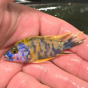Photographed Peacock Cichlid 7-8cm (1)
