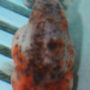 8-9cm High Quality Ranchu Calico (MK28)