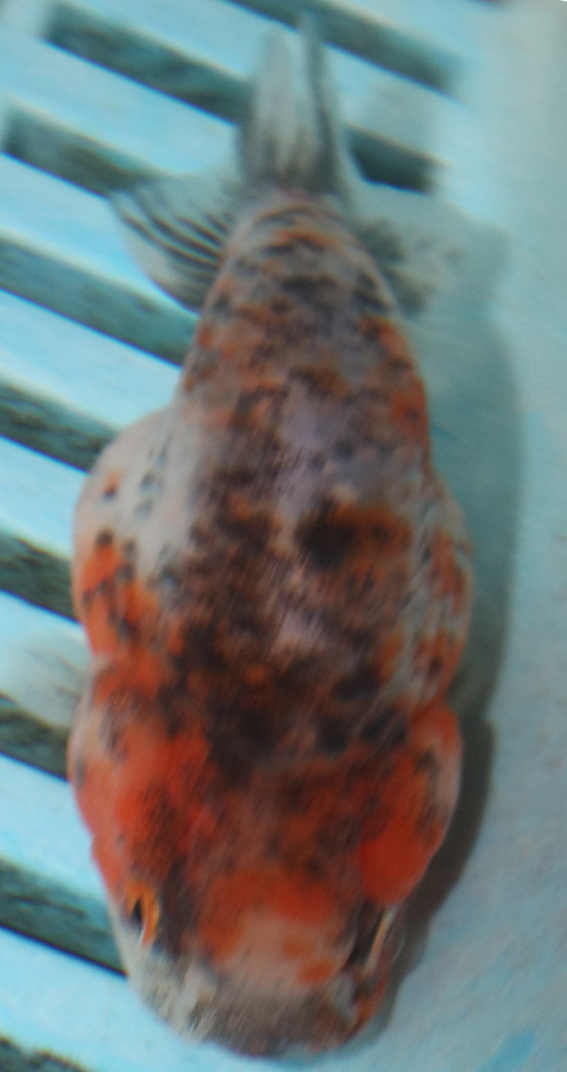 8-9cm High Quality Ranchu Calico (MK28)