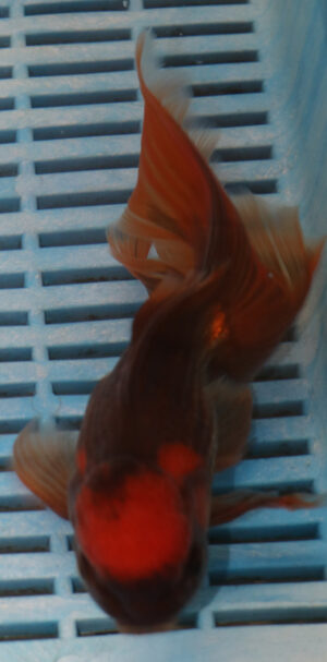 High Quality Oranda 13-15cm (AM107)