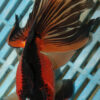 High Quality Moor 15-18cm (AM208)