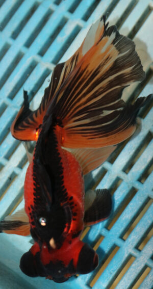 High Quality Moor 15-18cm (AM208)